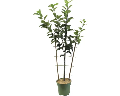Bio Pom fructifer măr pe spalier FloraSelf Bio Malus domestica 'Elstar' H 80-100 cm Co 5 L buc