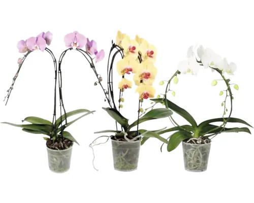 Orhidee FloraSelf Phalaenopsis Form Mix H 55-65 cm ghiveci Ø 12 cm 2 tije diferite culori buc
