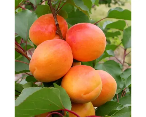 Pom fructifer cais Armeniaca vulgaris Harcot H 150 cm buc