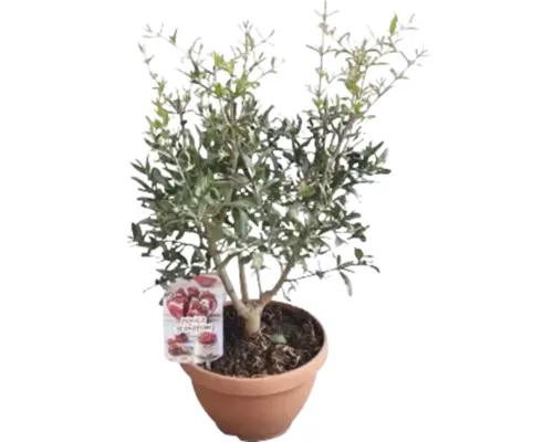 Rodie FloraSelf Punica granatum H 30-40 cm ghiveci Ø 25 cm buc