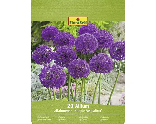 Bulbi de flori FloraSelf Allium Sensation violet 20 buc.