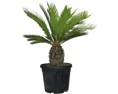 Palmier Cycas revoluta ghiveci Ø 45 cm buc