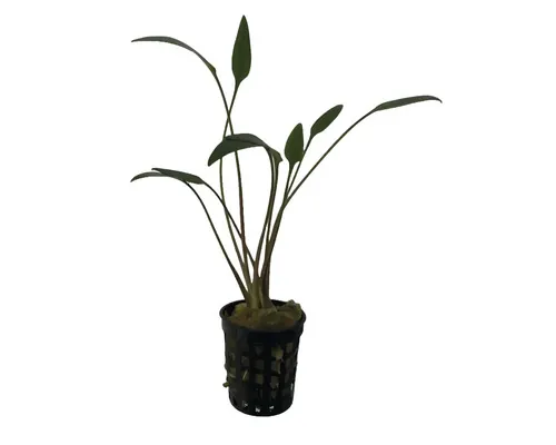 Plantă acvariu Cryptocoryne Nevilli Easy 5 buc