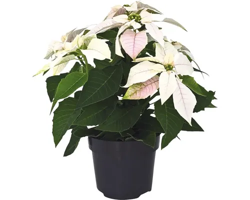 Crăciunița FloraSelf Euphorbia pulcherrima 'Princettia' H 30-35 cm ghiveci Ø 12 cm alb perlat buc