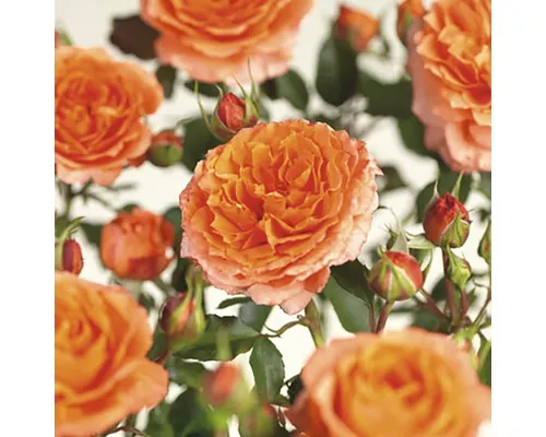 Trandafir Floraself Rosa 'Orange Meilove' H 30-50 cm Co 5 L buc