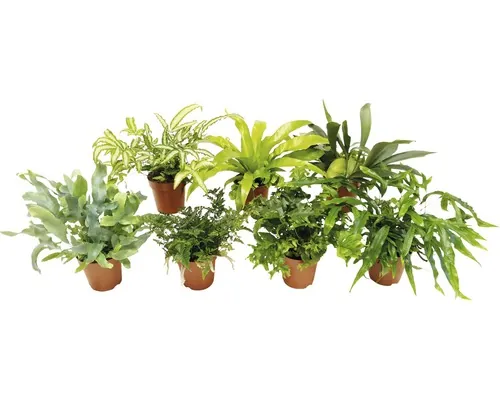 Ferigă mix FloraSelf H 20-40 cm ghiveci Ø 12 cm, diferite soiuri buc