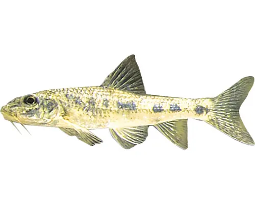 Gobio gobio 7-10 cm buc