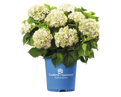Hortensie Hydrangea macrophylla 'The Bride' H 20-35 cm Co 5 L alb buc