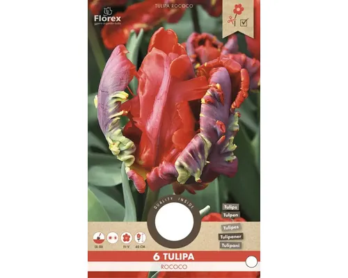 Bulbi de lalele Florex Rococo 10 buc.