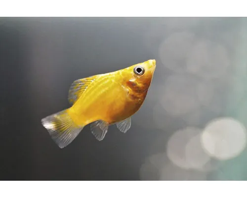 Poecilia latipina baloon gold L buc