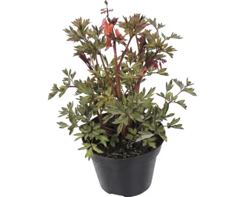 Cerceii Doamnei FloraSelf Dicentra spectabilis 'Valentine Red' H 10-25 cm ghiveci Ø 17 cm buc