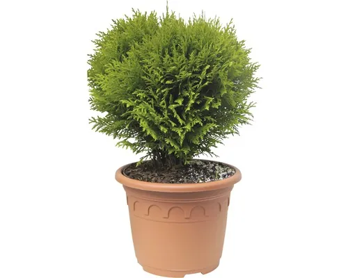 Danică în ghiveci decorativ FloraSelf Thuja Occidentalis Co 8,7 L H 30-40 cm buc