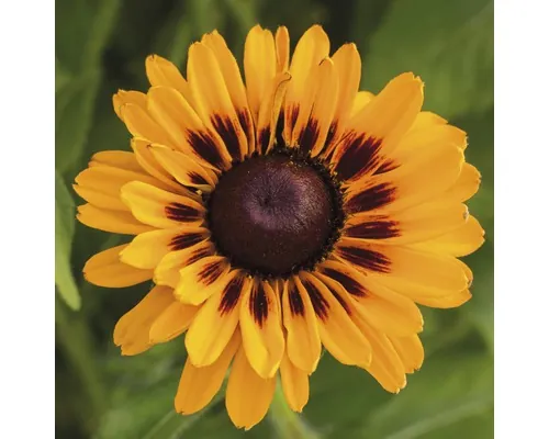 Margaretă FloraSelf Mix Rudbeckia-Cultivars Co 5 L buc