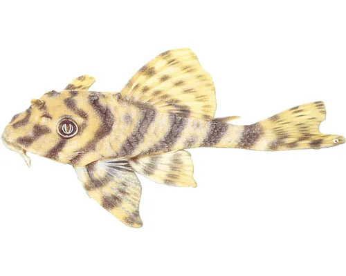 Peckoltia vittata 3,5-4 cm buc