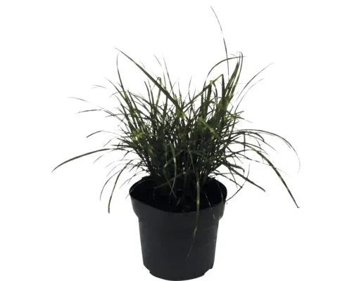 Stuf chinezesc FloraSelf Miscanthus sinensis 'Strictus Dwarf' H 100 cm Co 3 L buc