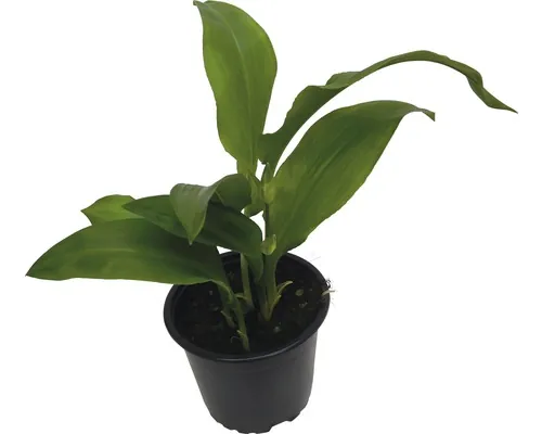 Leurdă FloraSelf Allium ursinum ghiveci Ø 12 cm buc