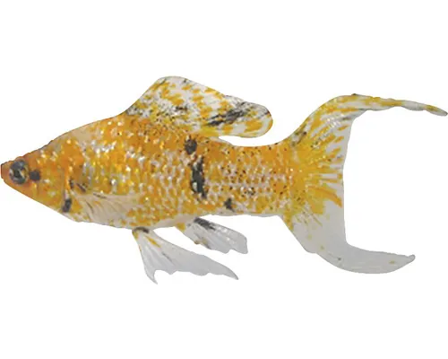 Poecilia velifera assorted L buc