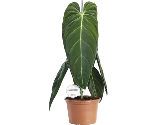 Filodendron FloraSelf Philodendron ' Princess' ghiveci Ø 12 cm buc