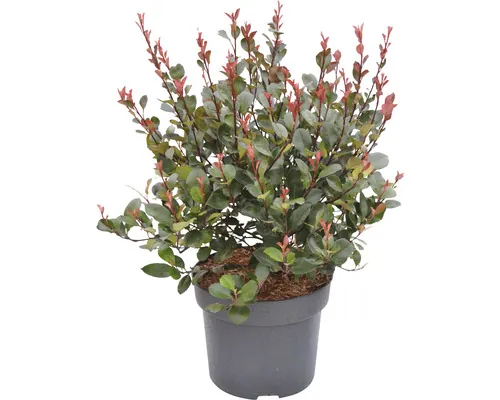 FloraSelf Photinia fraseri 'Little Red Robin' H 40-60 cm Co 6 L buc