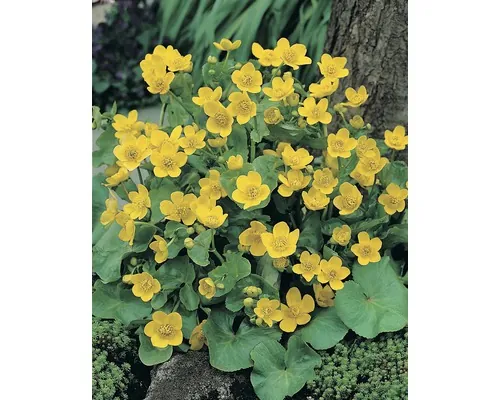 Calcea-calului FloraSelf Caltha palustris ghiveci Ø 9 cm buc