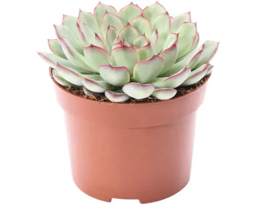 Echeveria FloraSelf Echeveria 'Sky Pearl' H 15-17 cm ghiveci Ø 12 cm buc