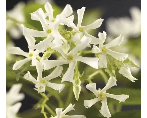 Iasomie stelară FloraSelf Trachelospermum jasminoides, h 50-70 cm, Co 2,3 l buc
