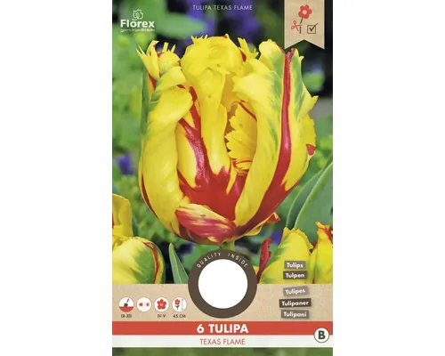 Bulbi de lalele Texas Flame 11/12 6 buc.