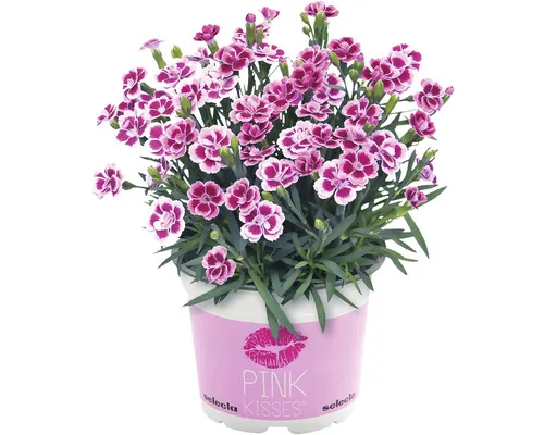 Garofița FloraSelf Dianthus caryophyllus 'Pink Kisses' ghiveci Ø 11 cm buc