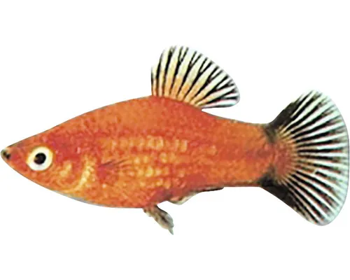 Platy Xiphophorus maculatus red wagteil L buc