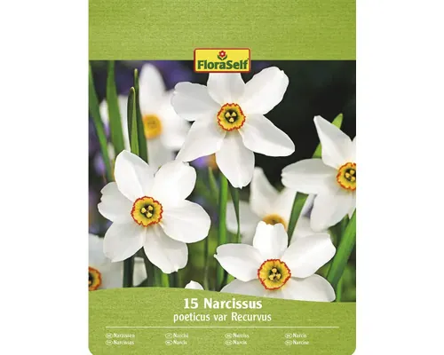 Bulbi narcise FloraSelf Recurvus 10/12 15 buc.