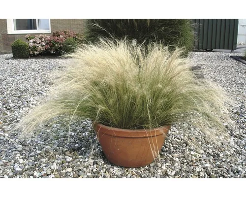 Coada de ponei FloraSelf Stipa tenuissima Co 3 L buc