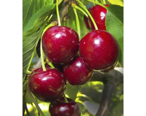 Pom fructifer cireș Cerasus avium Starking Hardy Giant H 150 cm buc