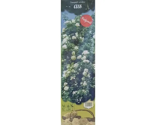 Trandafir urcător cu rădăcină împachetată diferite culori buc