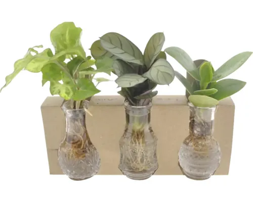 Aranjament sticlă FloraSelf Syngonium, Clusia, Ctenanthe ghiveci ceramică Ø 5 cm, diferite soiuri buc
