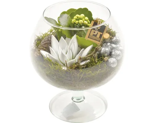 FloraSelf Aranjament plante suculente în sticlă H 20-30 cm Ø 17 cm buc