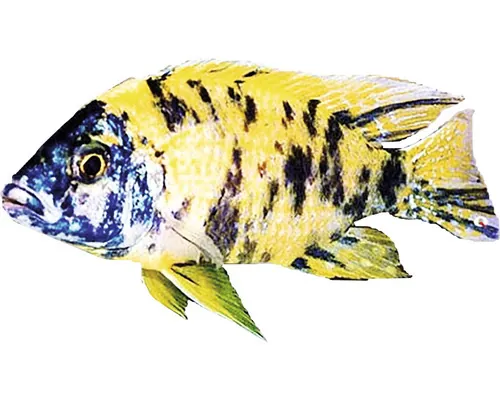 Aulonocara sp. calico 4-5 cm buc