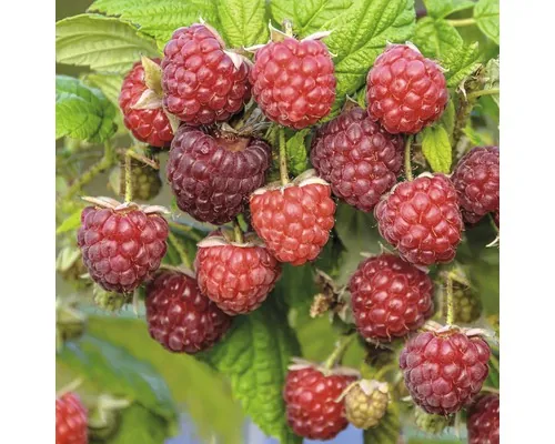 Zmeur FloraSelf Bio Rubus idaeus 'Autumn Bliss' Co 2 L buc