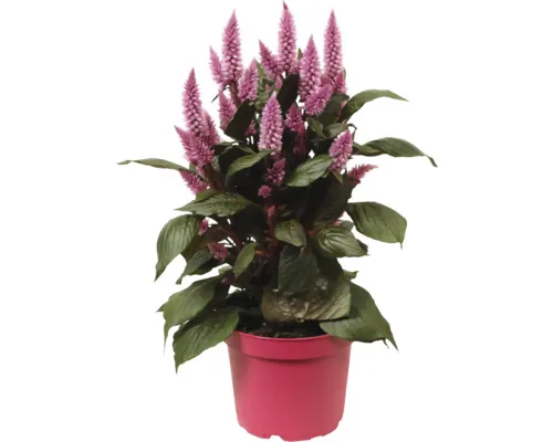 Creasta cocoșului Celosia Merida ghiveci Ø 12 cm buc
