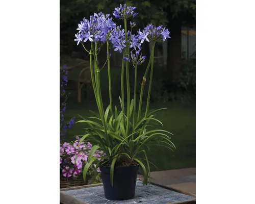 Crin african FloraSelf Agapanthus africanus 'Amourette Superb' H 45 cm ghiveci Ø 14 cm buc
