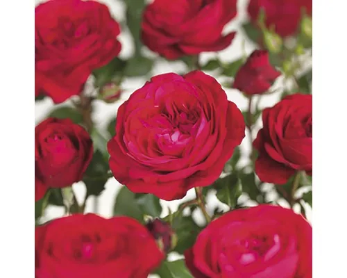 Trandafir Floraself Rosa 'Red Meilove' H 30-50 cm Co 5 L buc