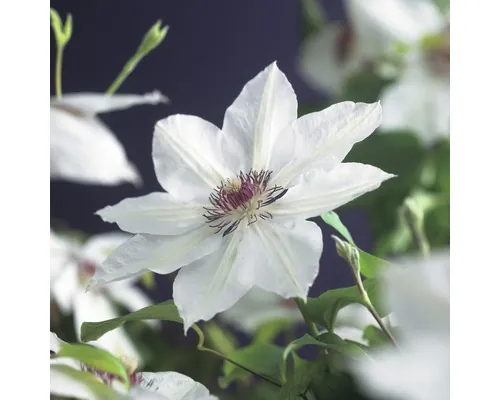 Clematita cu flori mari FloraSelf Clematis Hybride 'Miss Bateman' H 50-70 cm Co 2,3 L buc