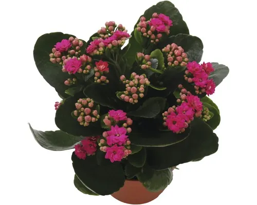 Kalanchoe FloraSelf Kalanchoe Calandiva H 20-25 cm ghiveci Ø 12 cm buc