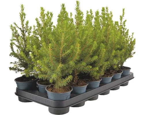 Molid în ghiveci Picea Conica H 30-35 cm Co 0,5 L buc