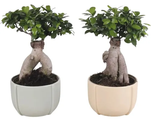 Ficus Bonsai FloraSelf Ficus microcarpa Ginseng H ca. 45 cm ghiveci ceramic Ø 23 cm buc