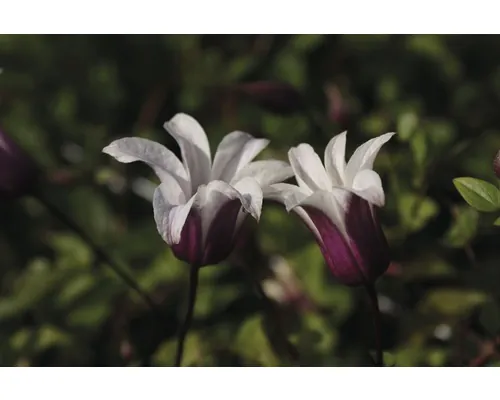 Clematita FloraSelf Clematis Hybride 'Princess Kate' H 50-70 cm Co 2,3 L buc