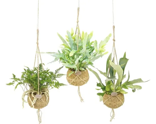 Kokodama ferigă curgătoare FloraSelf Nephrolepis, Platycerium H 20-30 cm ghiveci Ø 17 cm buc