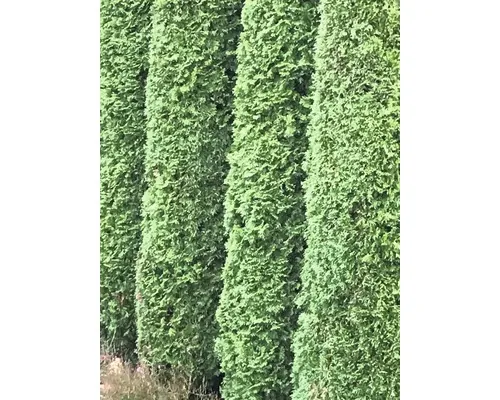 Thuja occidentalis 'Smaragd' H 150-175 cm buc