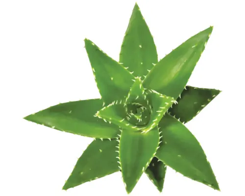 Aloe FloraSelf Aloe perfoliata H 20-25 cm ghiveci Ø 14 cm buc