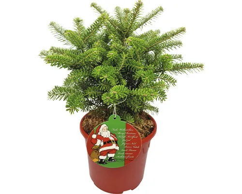 Brad în ghiveci Abies Koreana Molli H 30-40 cm Co 3 L buc