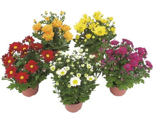 Crizantemă FloraSelf Chrysanthemum indicum ghiveci Ø 9 cm diferite culori buc